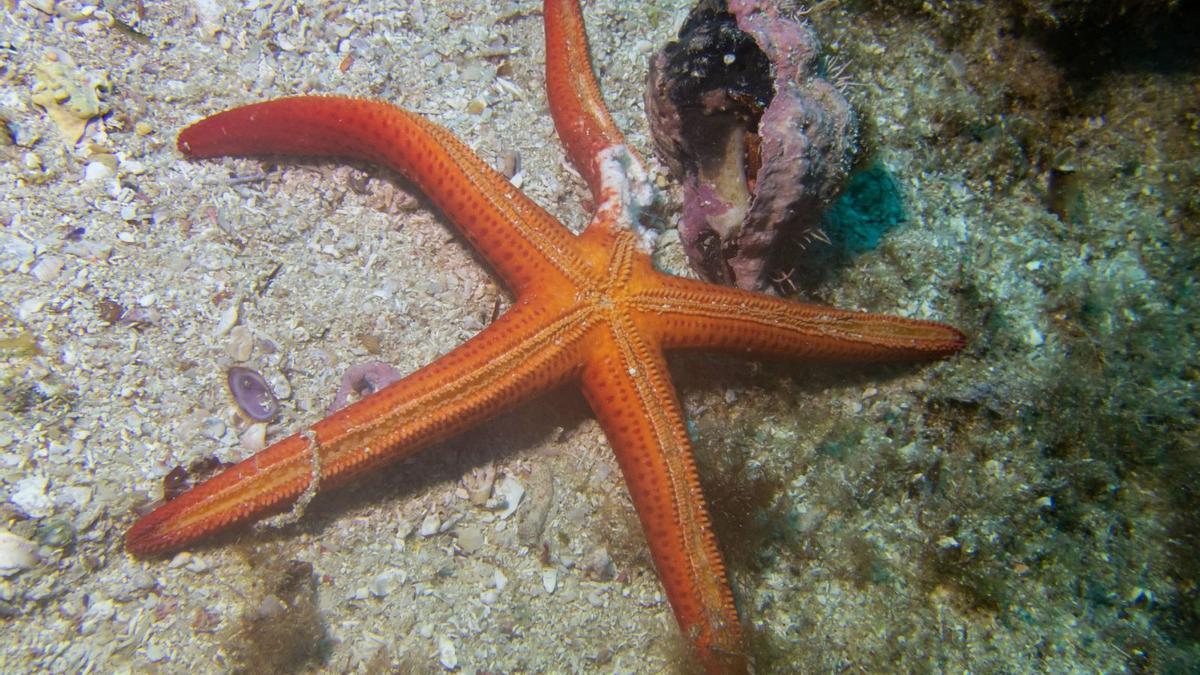 Club de Inmersión Biología :: 18. Estrellas de mar, Marthasterias glacialis