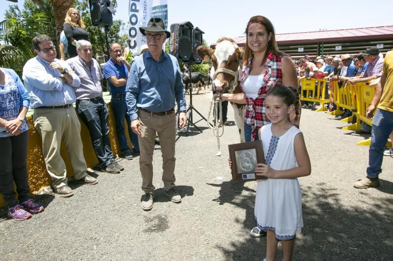 26.05.18. Bañaderos, Arucas. Feria de Ganado Selecto de Gran Canaria. Granja del Cabildo de GC..  Foto Quique Curbelo  | 27/05/2018 | Fotógrafo: Quique Curbelo