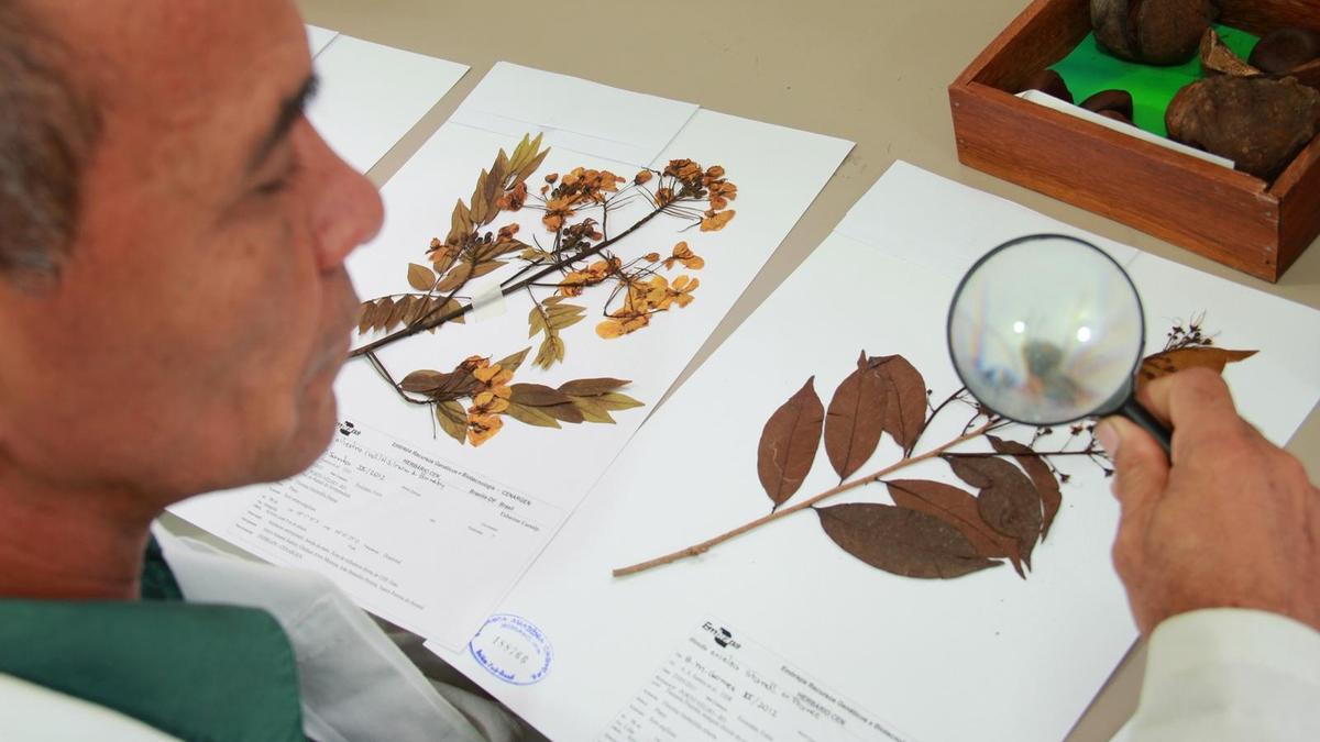 Científics espanyols participen en la ‘resurrecció’ de 160 plantes extintes