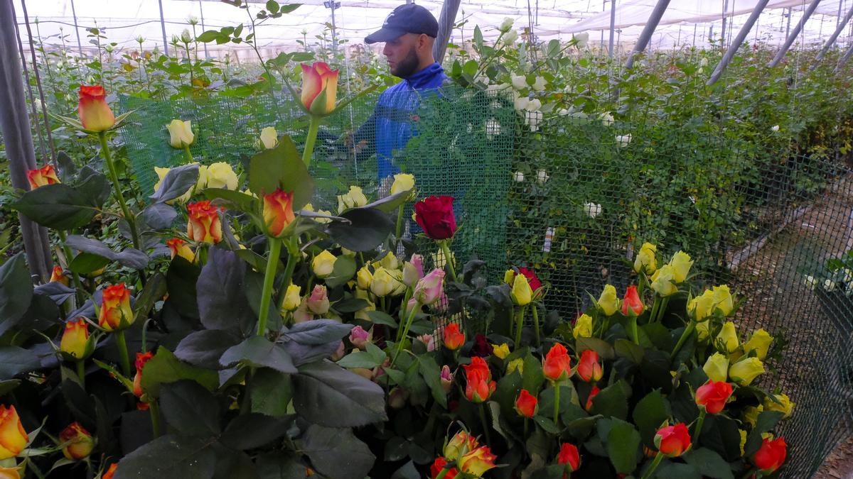 Invernadero en el que se cultivan rosas en Agüimes.