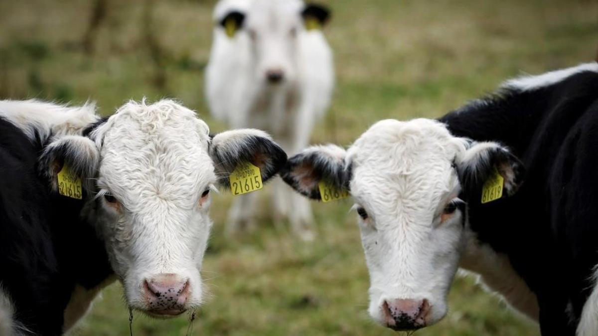 Vacas en una granja de Irlanda del norte.
