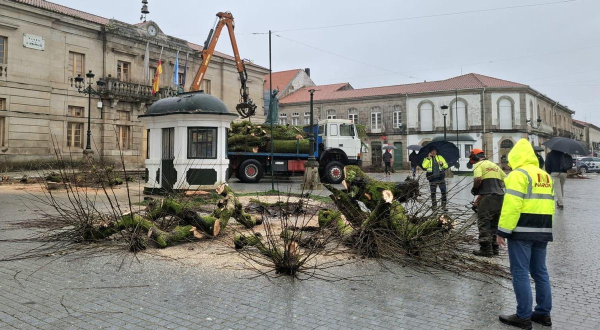 Tala de los cuatro tilos en la Plaza de la Inmaculada en Tui el pasado viernes por la mañana.