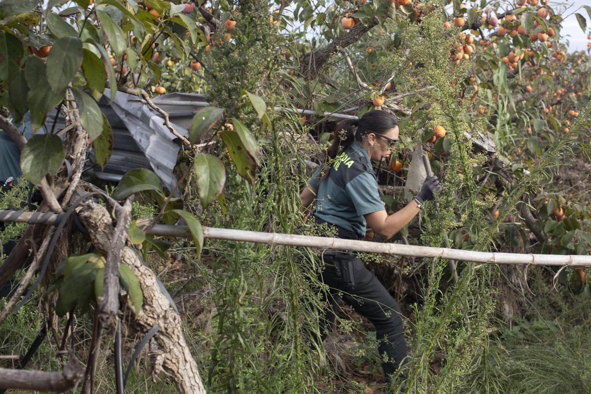 Búsqueda en la partida del Casupet, en l'Alcúdia.