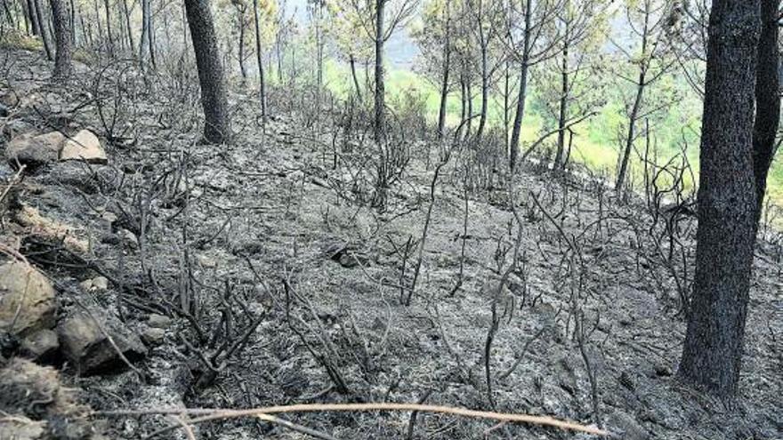 Restos calcinados del incendio en el monte de A Fracha, en Ponte Caldelas. Restos calcinados del incendio en el monte de A Fracha, en Ponte Caldelas.  