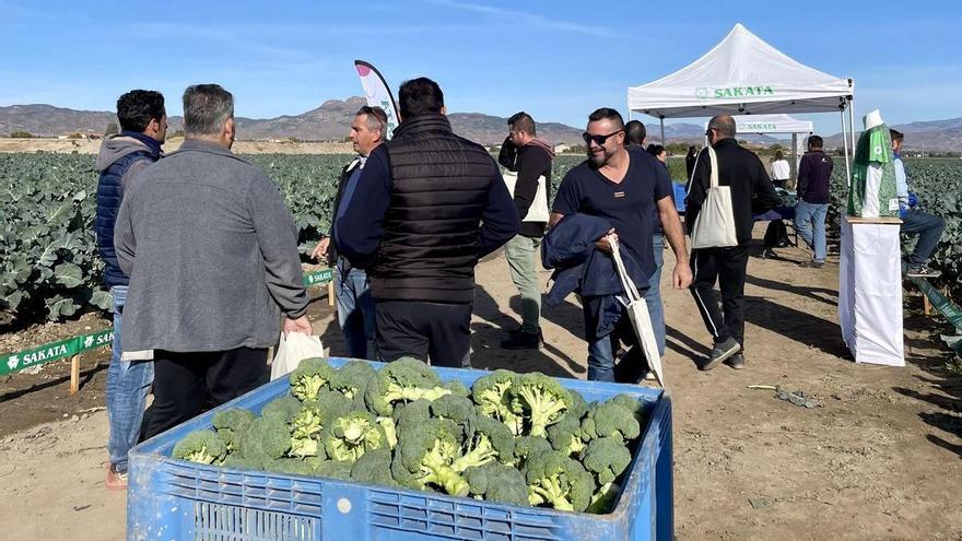 Así es Leónidas, el nuevo brócoli de Sakata con nombre de rey espartano ideal para la exportación