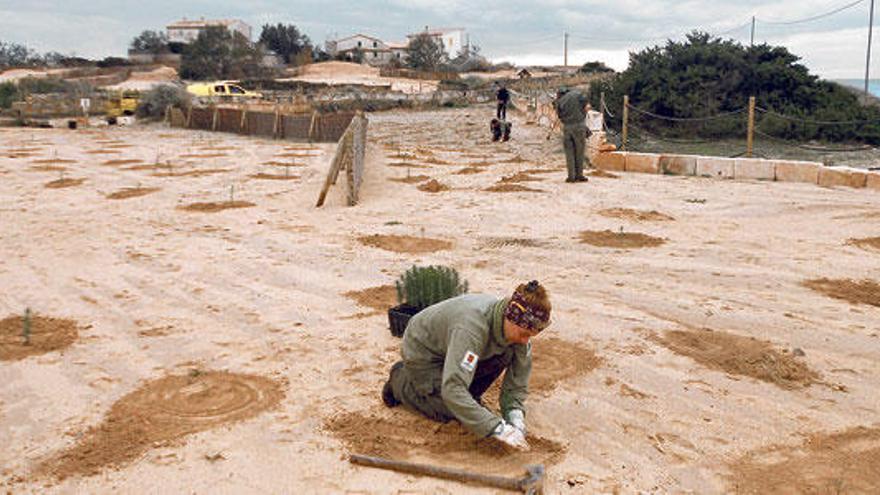 Estos días se plantan unos 2.000 pinos, sabinas y arbustos.