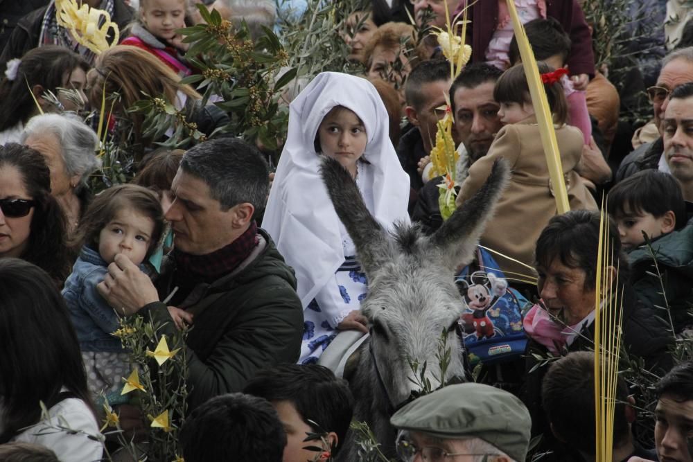 Semana Santa 2016 en Morrazo | Una mula, centro de todas las miradas en el Domingo de Ramos de Moaña