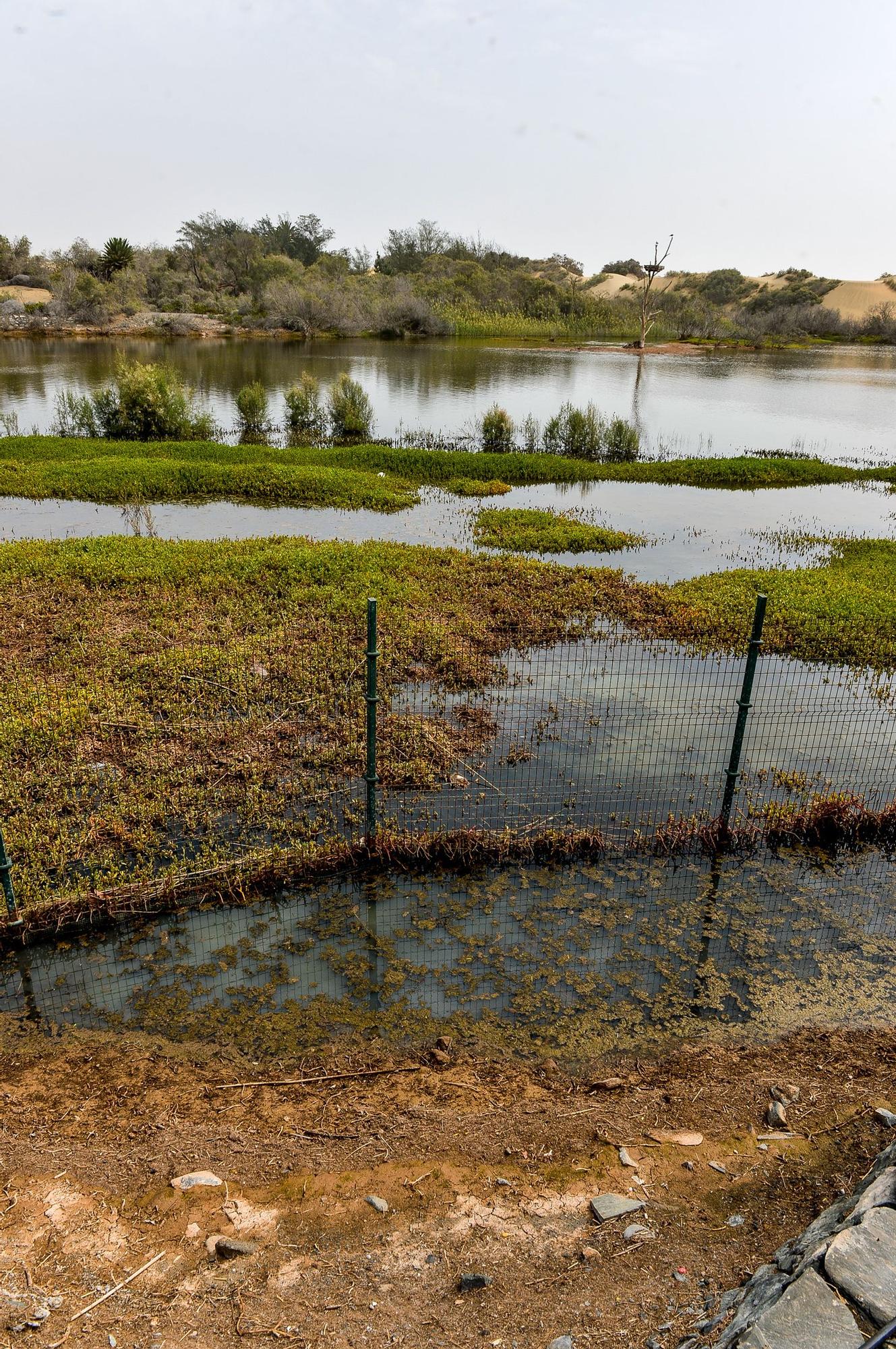 La Charca de Maspalomas después del ciclón Hermine