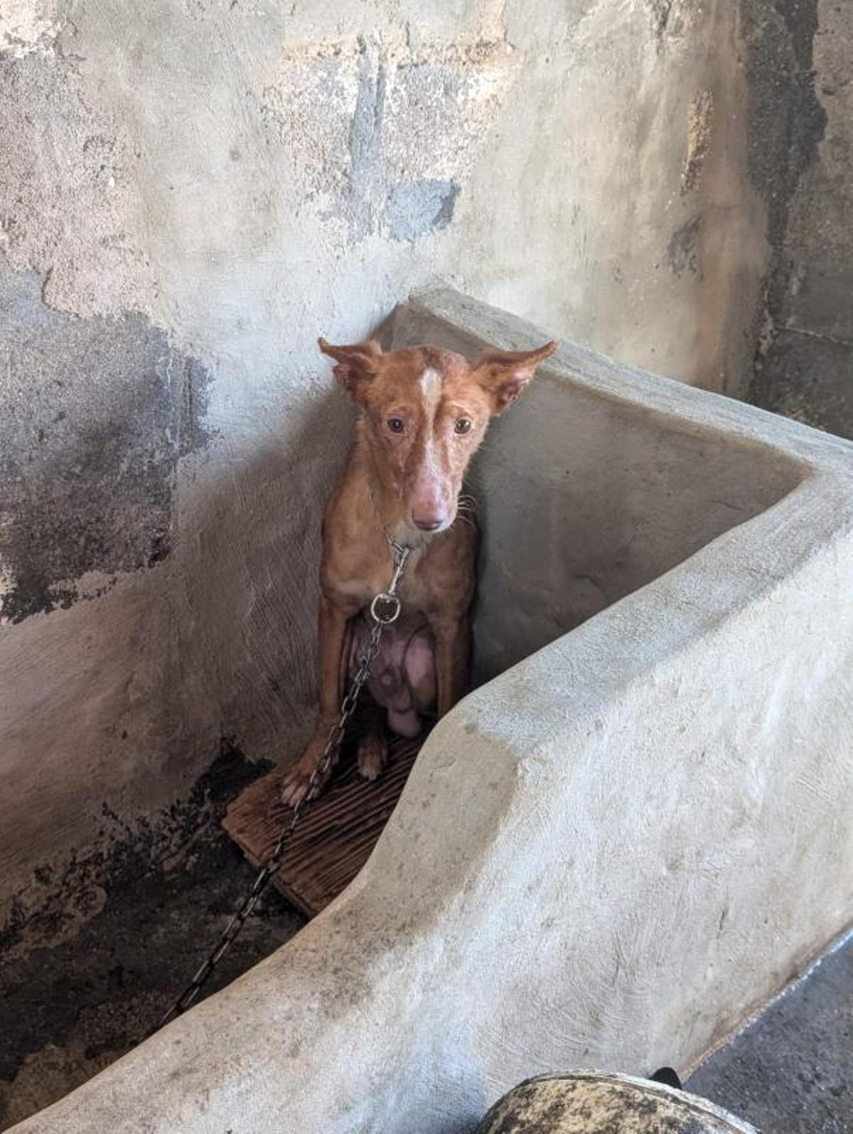 Retiran 22 perros de caza a un vecino de Meira que los tenía enjaulados y escuálidos Retiran 22 perros de caza a un vecino de Meira que los tenía enjaulados y escuálidos