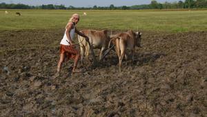 Un agricultor indio cultivando arroz.