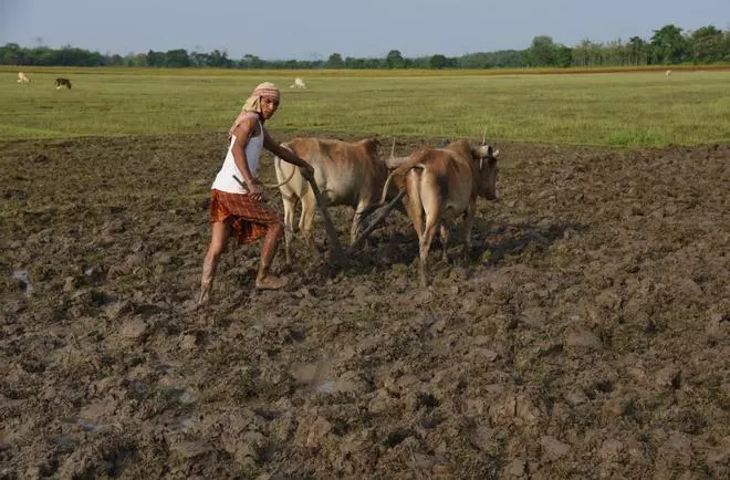Estos serán los países beneficiados (y perjudicados) de la prohibición de las exportaciones de arroz en India