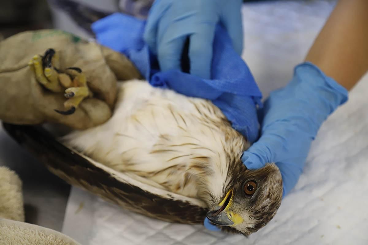 El Centro de recuperación de especies amenazadas de Córdoba, en imágenes