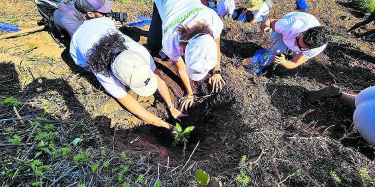 Foresta y Binter ya han plantado más de 7.000 árboles. | EL DÍA