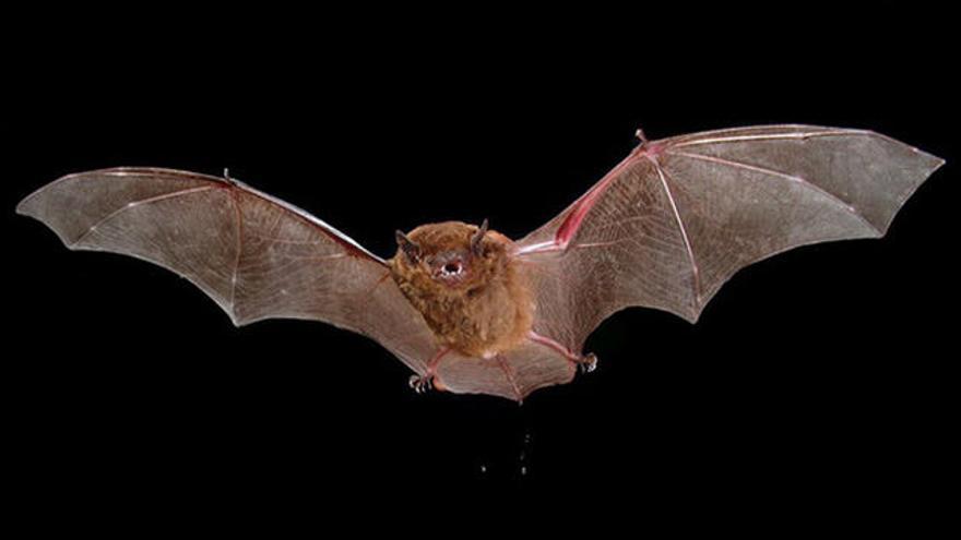 Los humanos también pueden localizar objetos gracias al eco, como los murciélagos