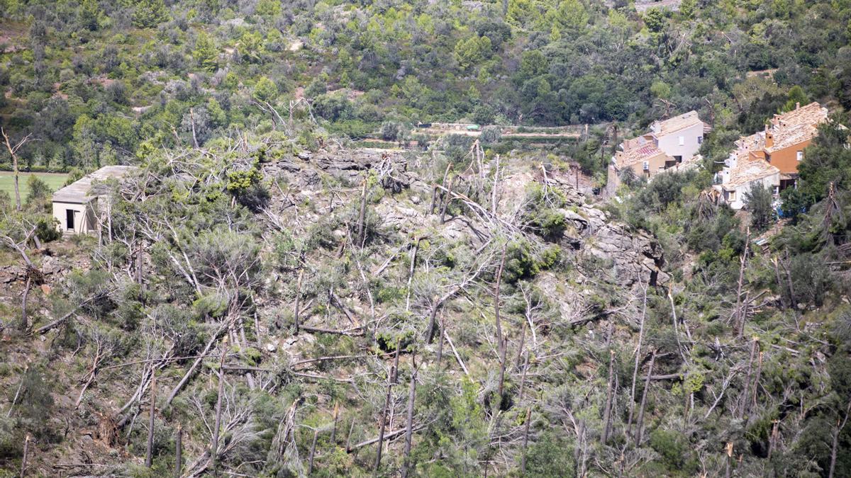 El &#039;cap de fibló&#039; arrasó miles de árboles entre los municipios de Banyalbufar, Esporles y Valldemossa.