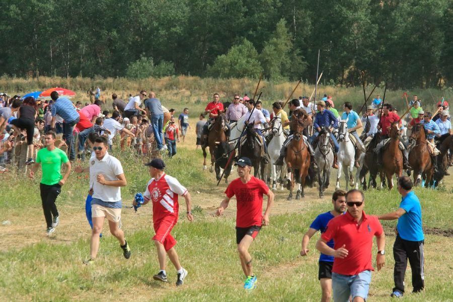 Toros bravos en Vadillo de la Guareña