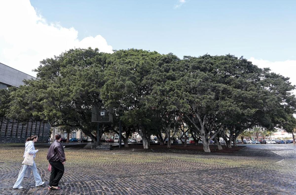 Masa arbórea en la plaza de San Carlos, junto a la sede de Presidencia del Gobierno de Canarias, en el municipio de Santa Cruz de Tenerife.