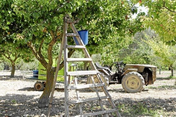 Von Mitte Mai bis Juli versammeln sich die Familien in Porreres zur Ernte der „albericoques“