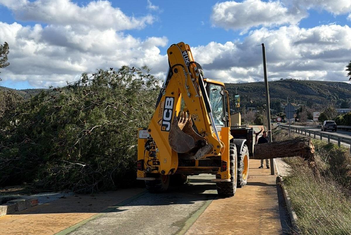 Retirada de un árbol caído por el viento realizada en Ontinyent.