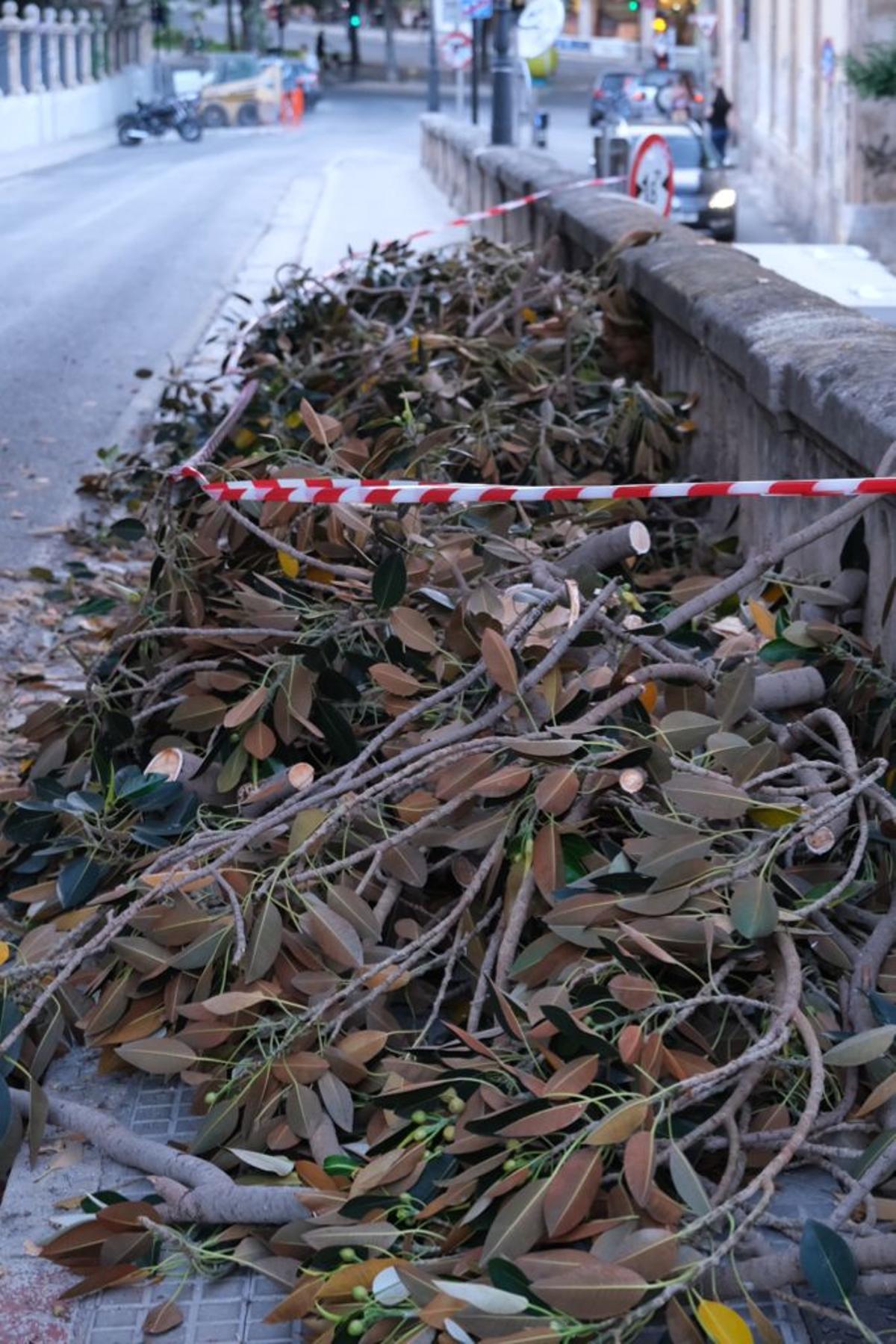 Cae una rama del emblemático ficus de la Misericòrdia