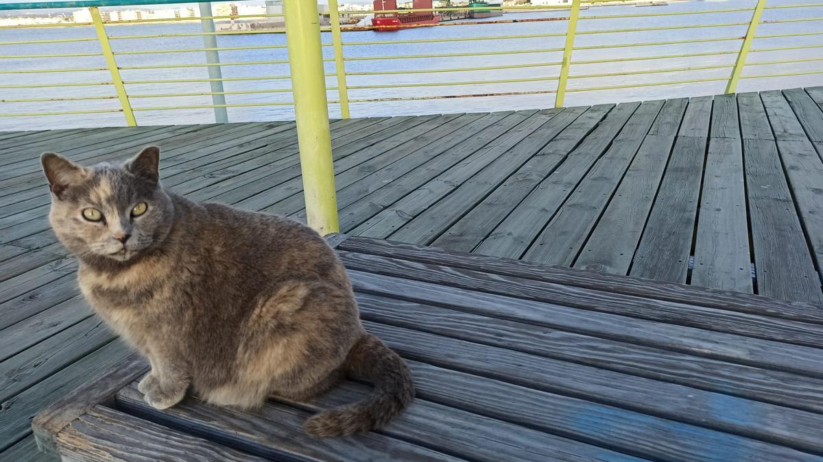 A lo largo del dique de Levante de Torrevieja se encuentran numerosas colonias de gatos con refugios
