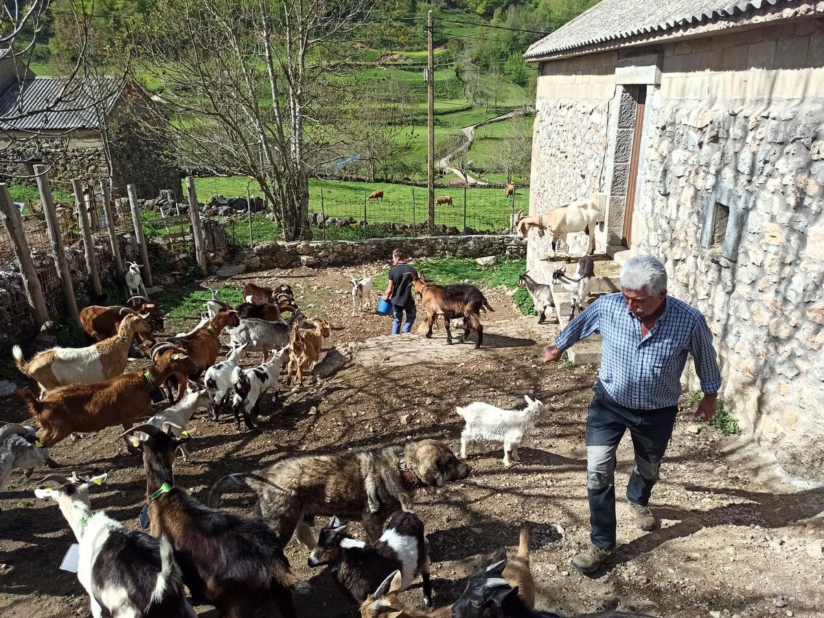 El rebaño de cabras en el exterior de la cuadra a punto de salir a pastar.