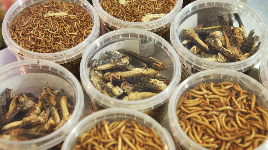 La cría de insectos está en auge