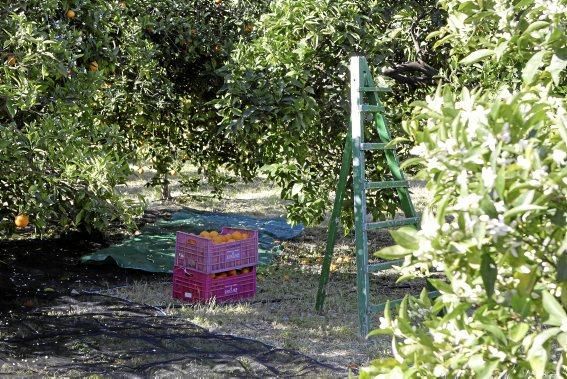 Auf der biologischen Zitrus-Plantage Ecovinyassa in Sóller ziehen die weißen Blüten nicht nur Bienen an.