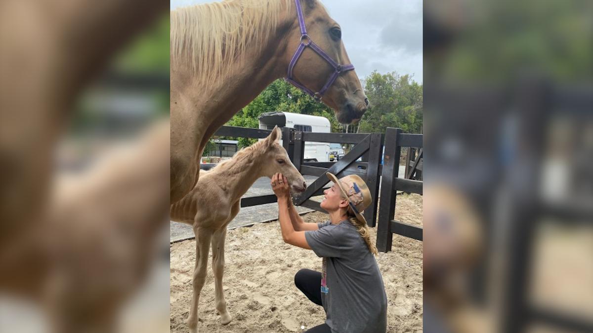 Elsa Pataky ha ayudado a nacer a un potro y ha compartido la experiencia con sus seguidores