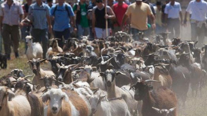 Arriba, momento en que los ganaderos conducen las cabras de la costa hasta la gambuesa de la feria. Debajo, Miguel Cano, con el carnero. i CARLOS DE SAÁ