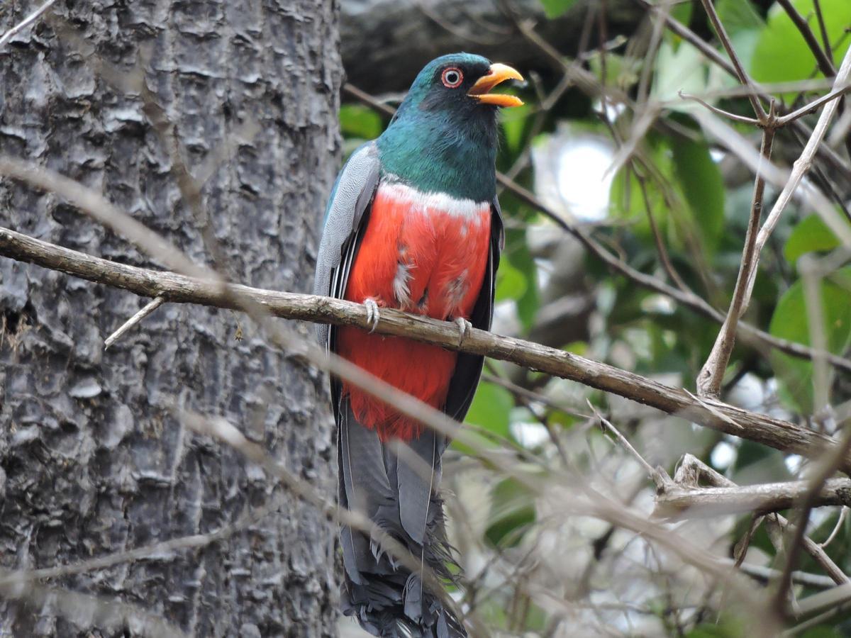 Ave bosques secos tropicales Ecuador (3)