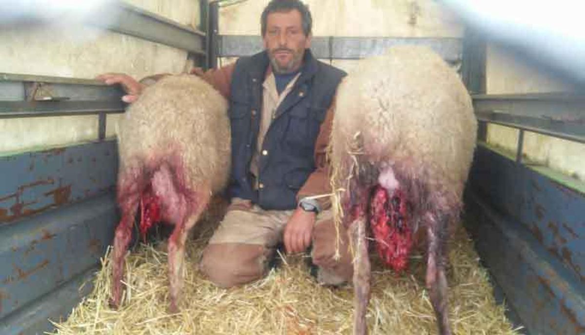 Un nuevo predador de Arribes, el meloncillo, mata varias ovejas en un pago de Fermoselle