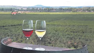 Extremadura recibe 23 millones para el sector vitivinícola y Sanidad Agraria
