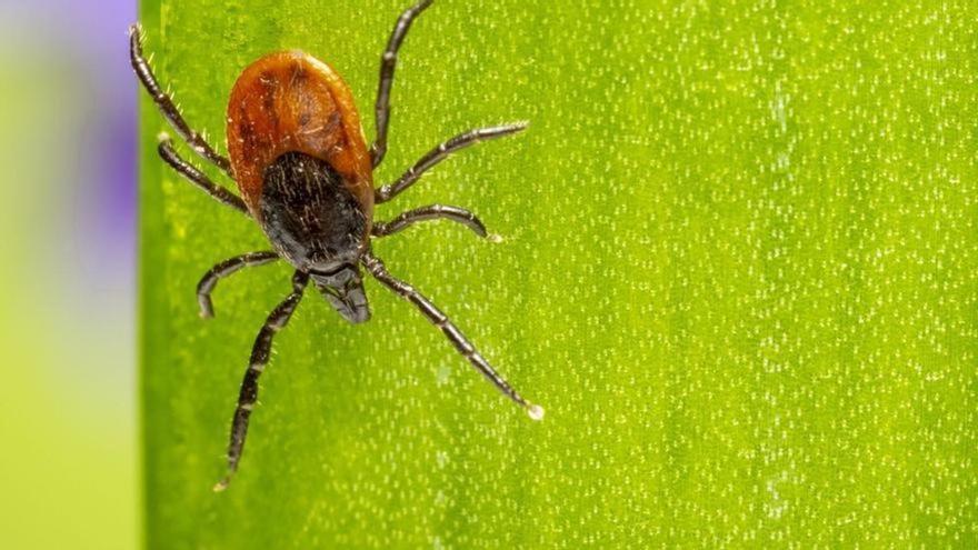 Alertan de las enfermedades que puedes contraer con esta plaga de verano