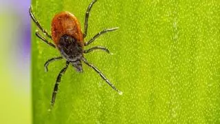 Alertan de las enfermedades que puedes contraer con esta plaga de verano