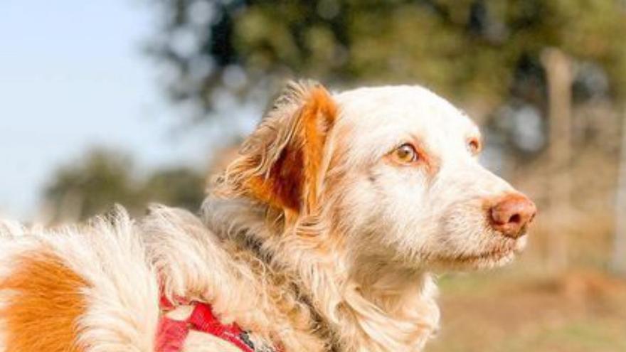 Investigan la muerte de un perro a puñaladas en el refugio de A Ramallosa