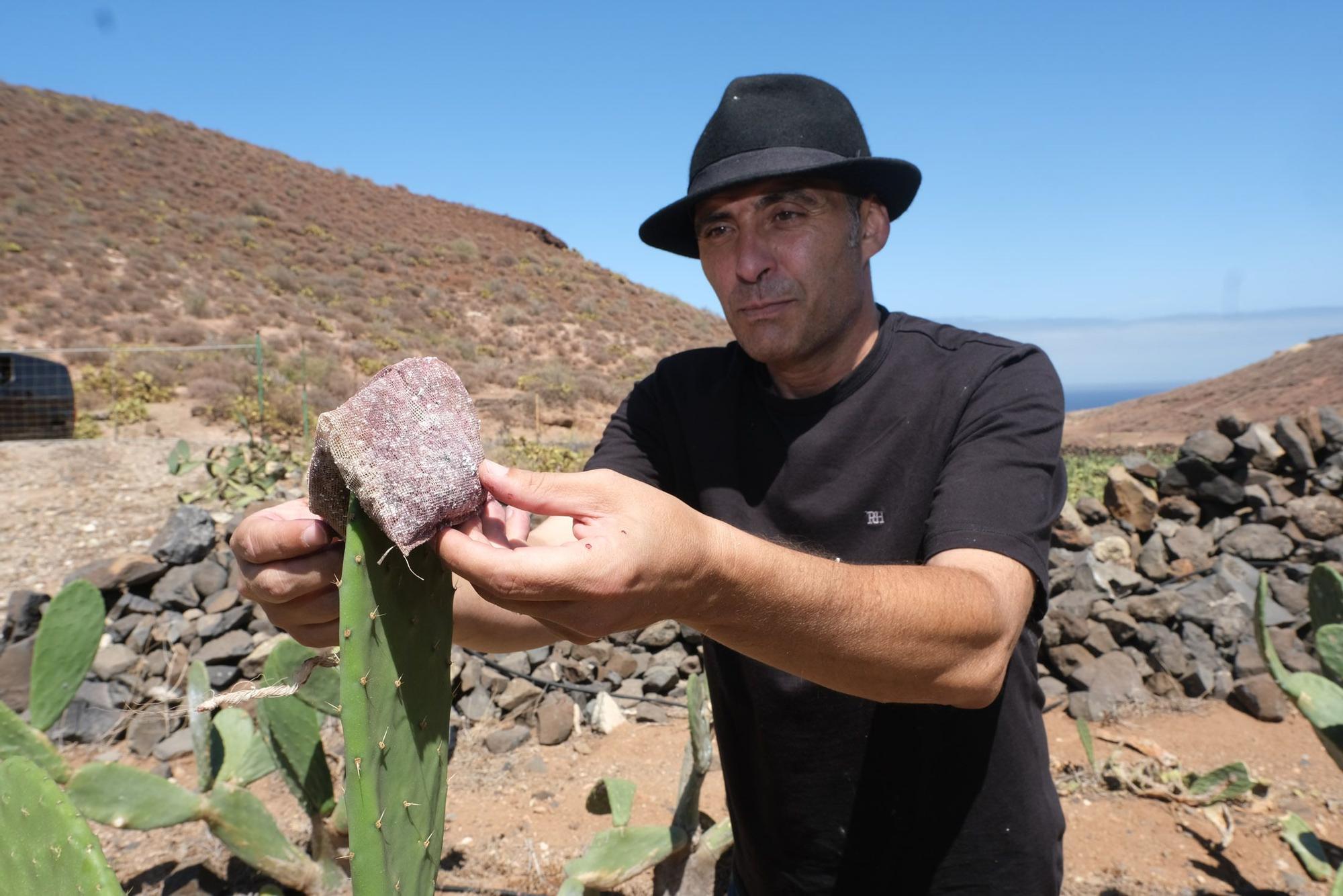 Lorenzo Pérez Jiménez, productor de cochinilla con denominación de origen