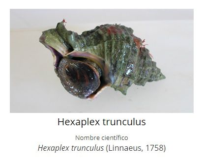 Un ejemplar de  &quot;Hexaplex trunculus&quot;.