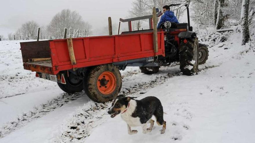 Un agricultor trata de circular con su tractor en Montederramo. // Brais Lorenzo