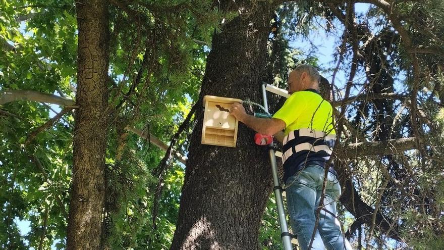 Sadeco instala 80 refugios para murciélagos en parques de Córdoba para combatir los mosquitos