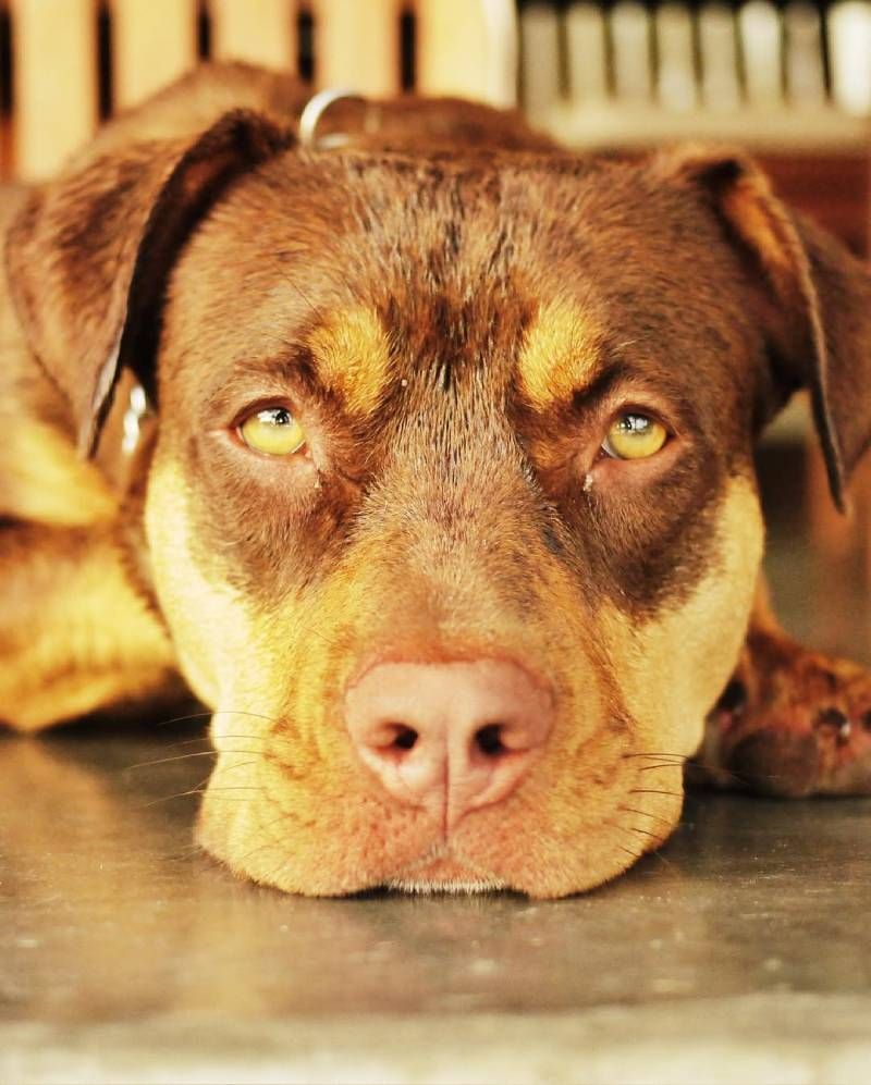 Gracias a la empresa de la que es accionista, ha conseguido clonar a su perra y hacer nacer a Junie.