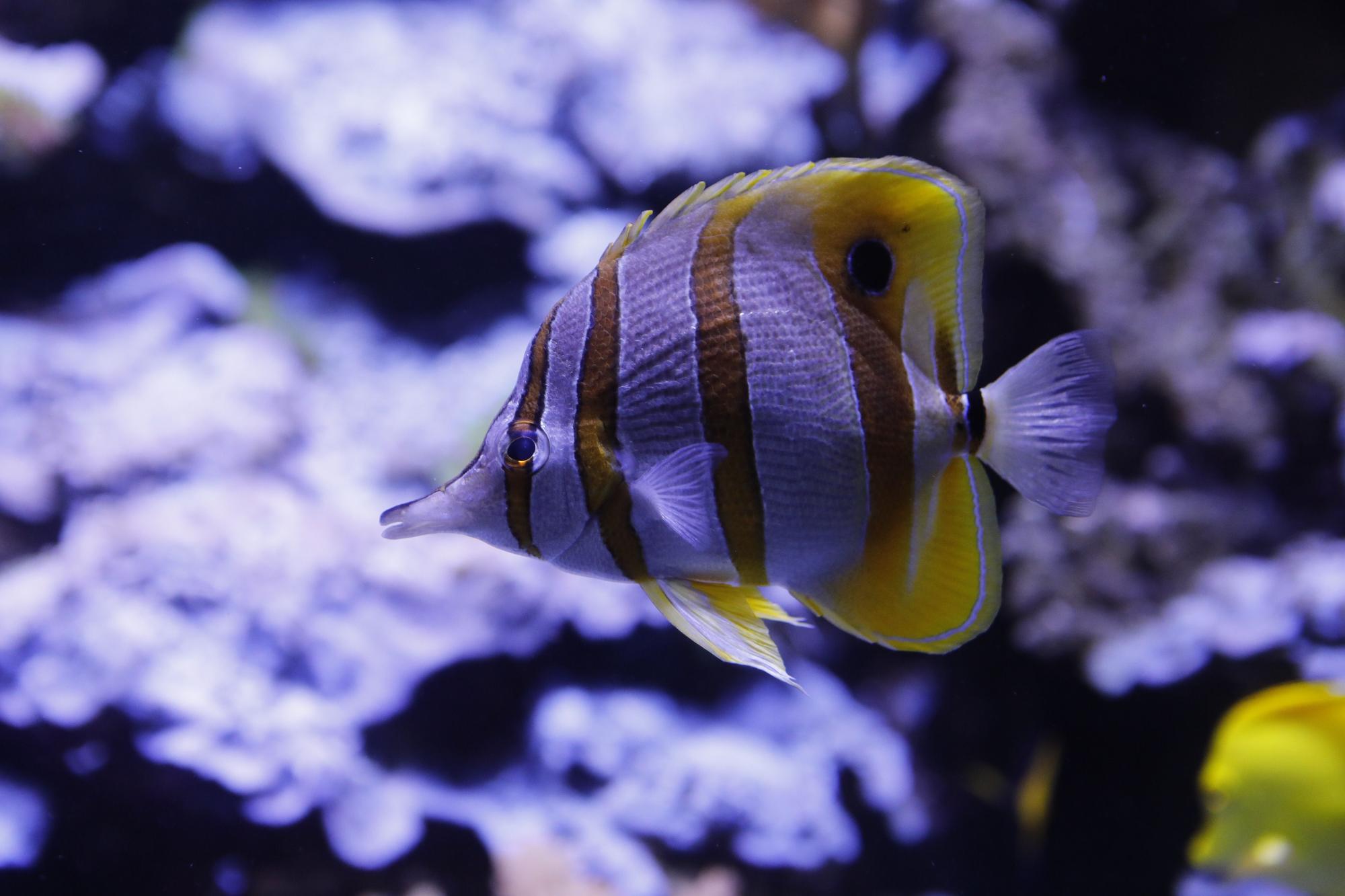 En imágenes: Así funciona por dentro del Acuario de Gijón