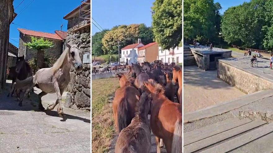 Sabucedo se prepara para la próxima Rapa reuniendo «bestas» de los montes más alejados de la villa