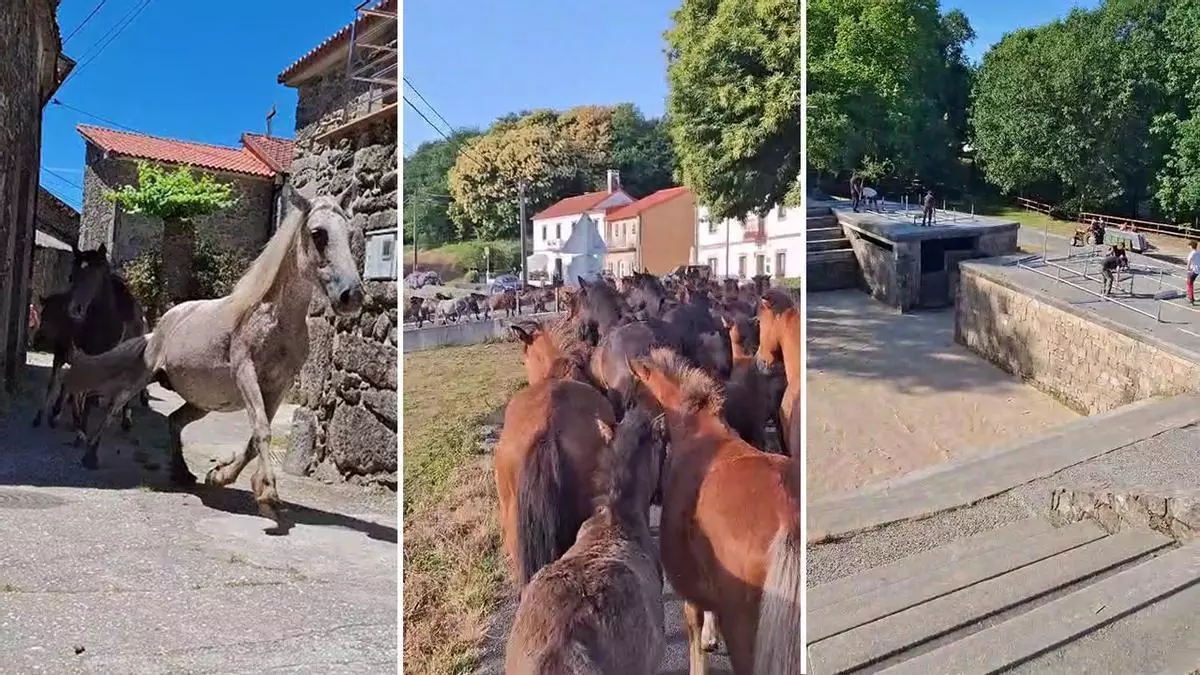 Cien bestas reunidas en Sabucedo a una semana de la tradicional Rapa das Bestas