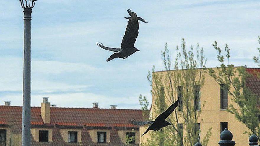 Varias aves, en la ciudad.