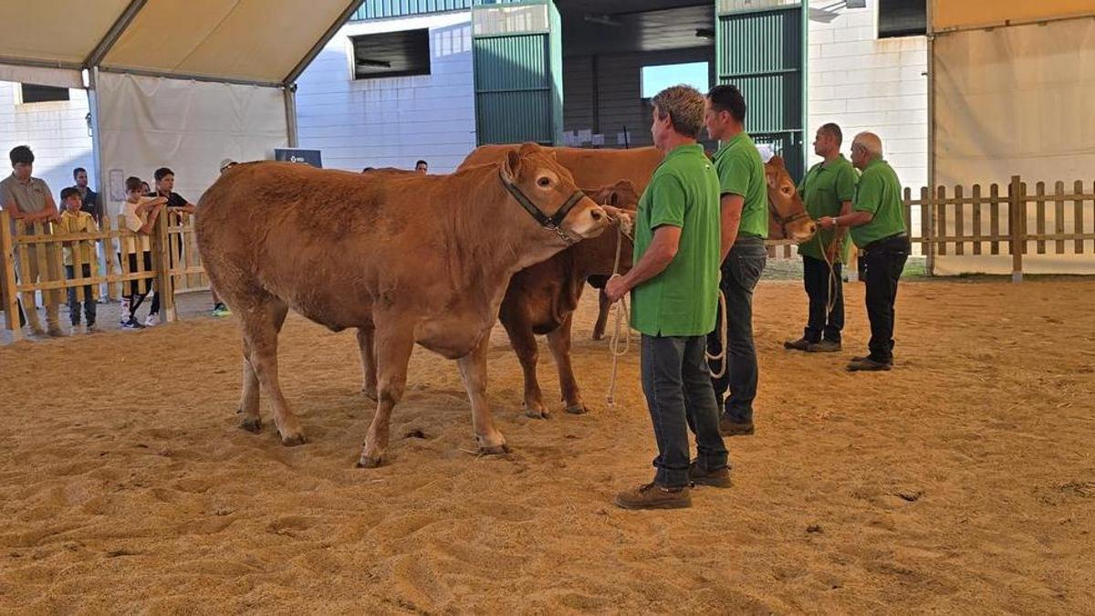 Concurso de la raza limusina en una pasada edición de la Feria de Albalá.
