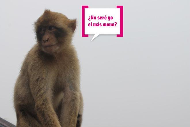 El mono más mono del Peñón de Gibraltar