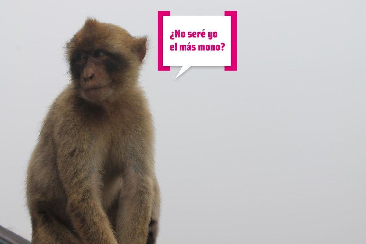 El mono más mono del Peñón de Gibraltar