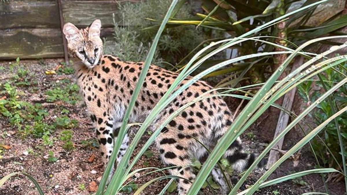 Imagen de archivo de un serval.
