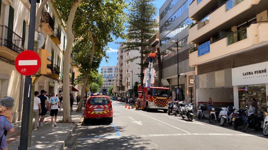 VÍDEO: Cortan varias palmeras y árboles de Ibiza tras el paso de la borrasca &#039;Patricia&#039;